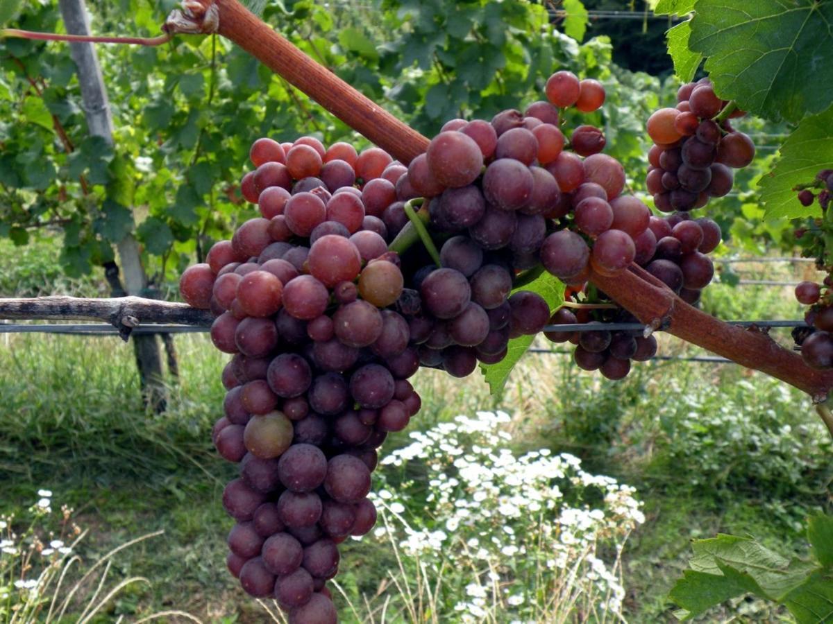 Weingut Albert, Familie Cramer Kitzeck im Sausal Exterior foto